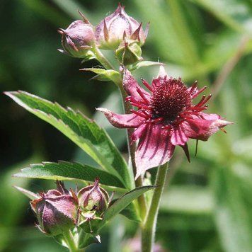 Перстач болотний насіння, Potentilla palustris seeds
