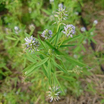 Пажитник голубой семена, Trigonella caerulea seeds