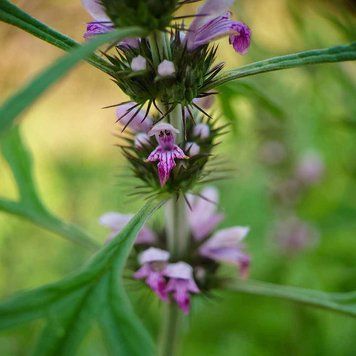 Пустырник сибирский семена, Leonurus sibiricus seeds