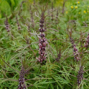 Пустырник сизоватый семена, Leonurus glaucescens seeds