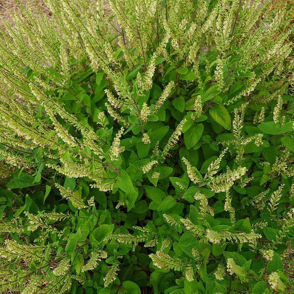 Дубровник шалфейный семена, Teucrium scorodonia seeds