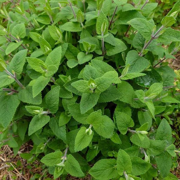 Дубровник шалфейный семена, Teucrium scorodonia seeds