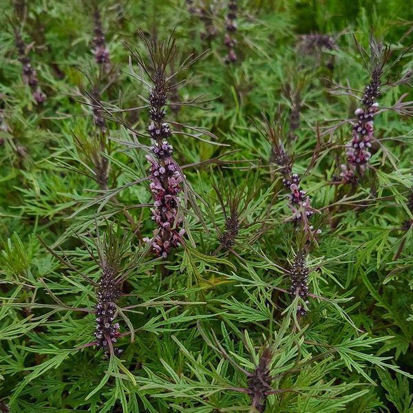 Пустырник сизоватый семена, Leonurus glaucescens seeds