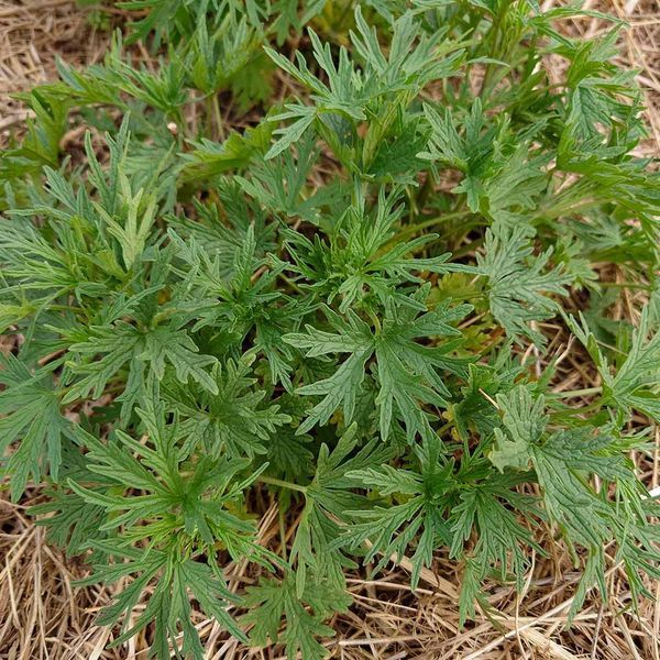 Пустырник сизоватый семена, Leonurus glaucescens seeds