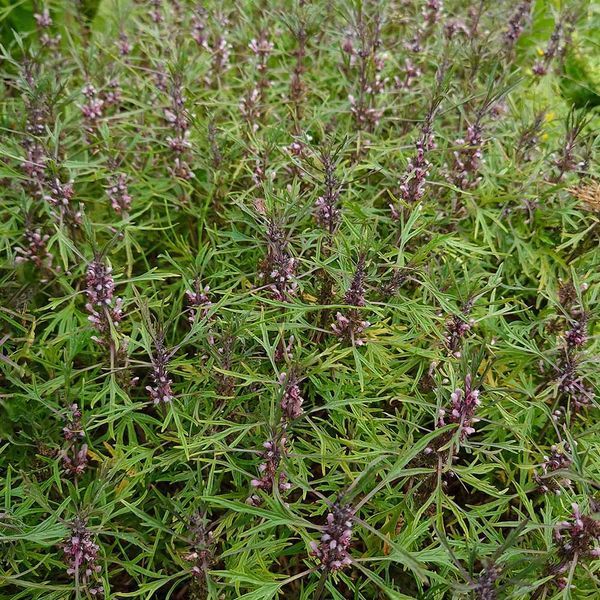 Пустырник сизоватый семена, Leonurus glaucescens seeds