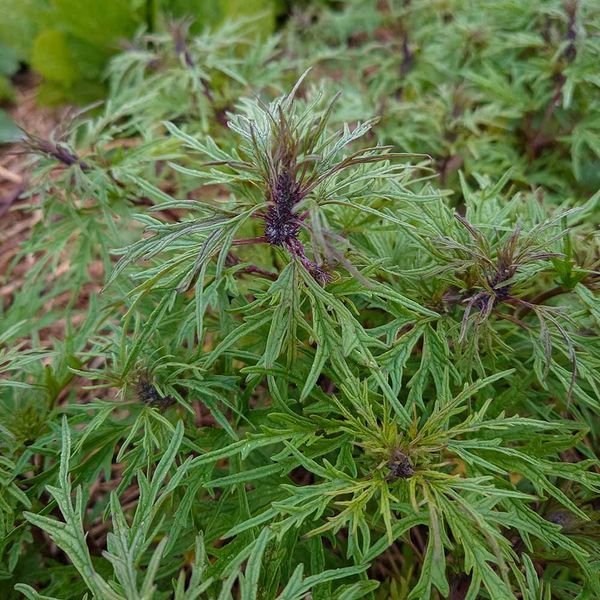 Пустырник сизоватый семена, Leonurus glaucescens seeds