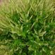 Дубровник шалфейный семена, Teucrium scorodonia seeds 3