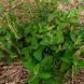 Дубровник шалфейный семена, Teucrium scorodonia seeds 4