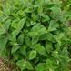 Дубровник шалфейный семена, Teucrium scorodonia seeds 2