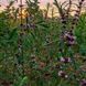 Пустырник сибирский семена, Leonurus sibiricus seeds 4