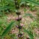 Пустырник сибирский семена, Leonurus sibiricus seeds 3