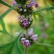 Пустырник сибирский семена, Leonurus sibiricus seeds 1