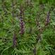 Пустырник сизоватый семена, Leonurus glaucescens seeds 3