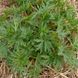 Пустырник сизоватый семена, Leonurus glaucescens seeds 5