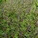 Пустырник сизоватый семена, Leonurus glaucescens seeds 2