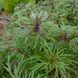 Пустырник сизоватый семена, Leonurus glaucescens seeds 4