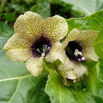 Белена чёрная семена, Hyoscyamus niger seeds