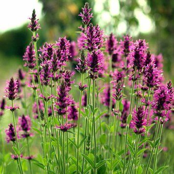 Буквица лекарственная растение, Stachys officinalis