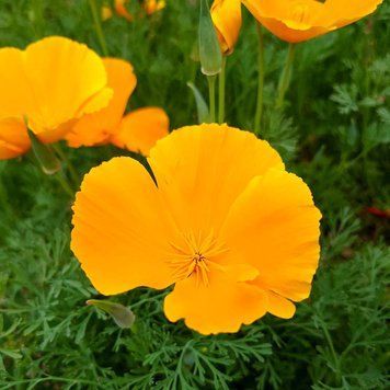 Эшшольция калифорнийская семена, Eschscholzia californica seeds