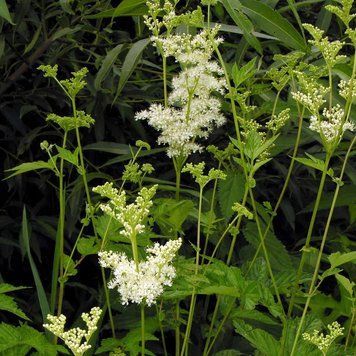 Гадючник болотяний насіння, Filipendula ulmaria seeds