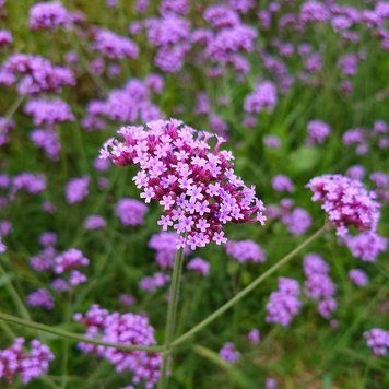 Вербена бонарская семена, Verbena bonariensis seeds