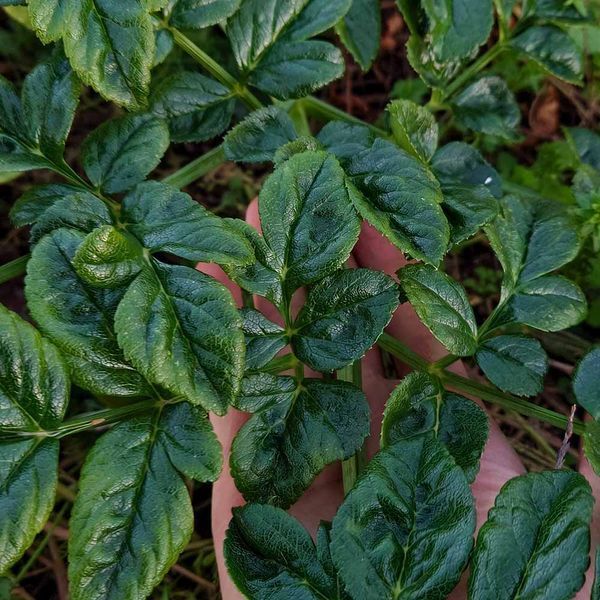 Дудник португальский растение, Angelica pachycarpa