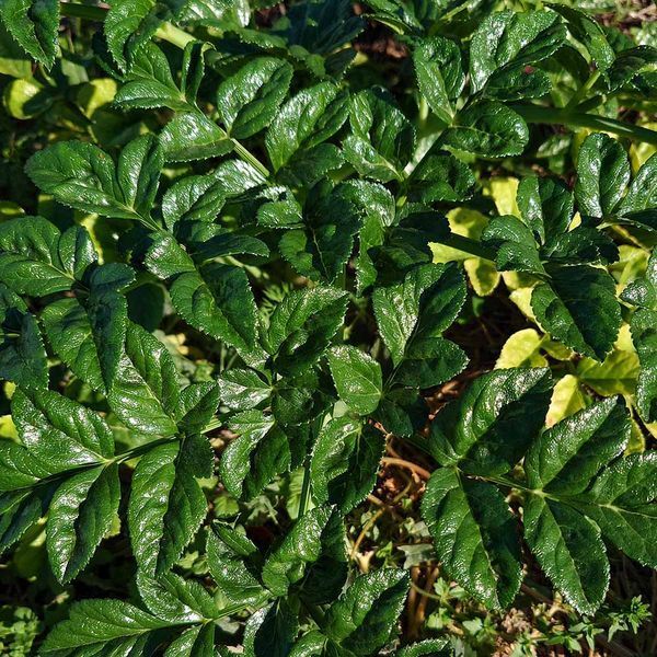 Дудник португальский растение, Angelica pachycarpa