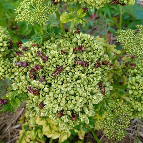 Дудник португальский растение, Angelica pachycarpa
