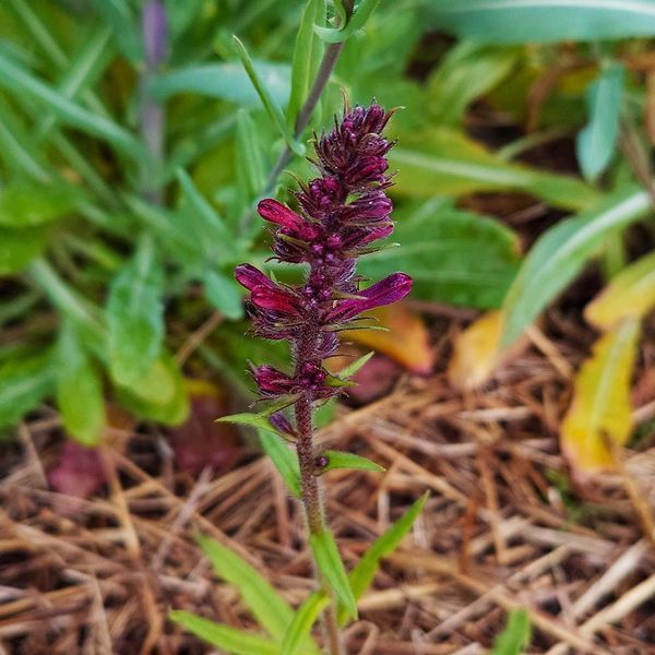 Ехіум приємний насіння, Echium amoenum seeds