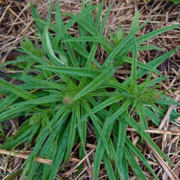 Ехіум приємний насіння, Echium amoenum seeds