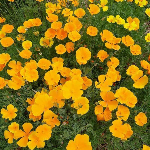 Эшшольция калифорнийская семена, Eschscholzia californica seeds
