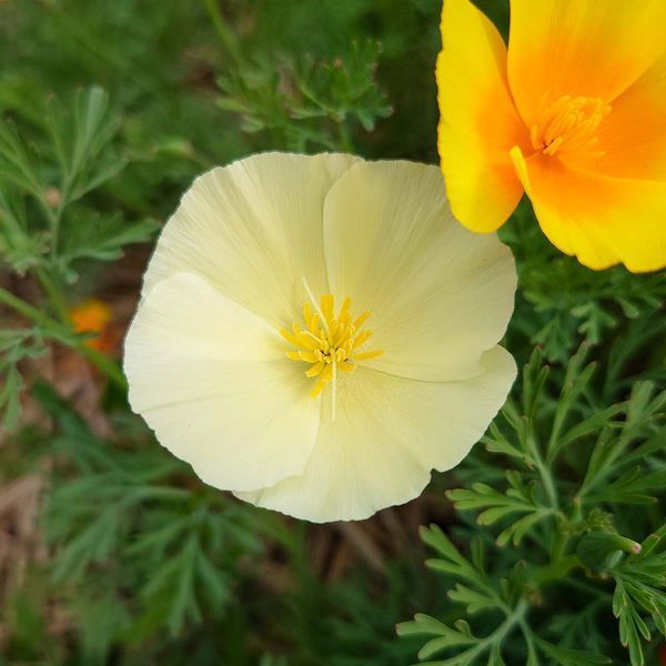 Эшшольция калифорнийская семена, Eschscholzia californica seeds