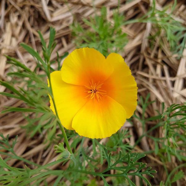 Эшшольция калифорнийская семена, Eschscholzia californica seeds