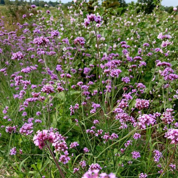 Вербена бонарська насіння, Verbena bonariensis seeds
