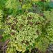 Дудник португальский растение, Angelica pachycarpa 5