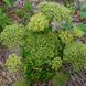 Дудник португальский растение, Angelica pachycarpa 1