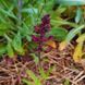 Ехіум приємний насіння, Echium amoenum seeds 2