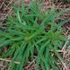 Ехіум приємний насіння, Echium amoenum seeds 3