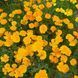 Эшшольция калифорнийская семена, Eschscholzia californica seeds 3