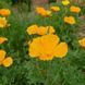 Эшшольция калифорнийская семена, Eschscholzia californica seeds 5