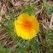 Эшшольция калифорнийская семена, Eschscholzia californica seeds 4