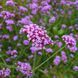 Вербена бонарська насіння, Verbena bonariensis seeds 1