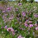 Вербена бонарська насіння, Verbena bonariensis seeds 3