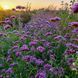 Вербена бонарська насіння, Verbena bonariensis seeds 2