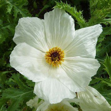 Аргемона широкая семена, Argemone platyceras seeds