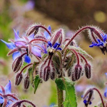 Бурачник лекарственный растение, Borago officinalis
