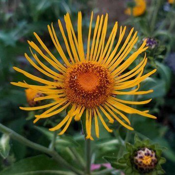Девясил высокий семена, Inula helenium seeds