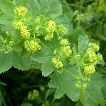 Приворотень звичайний насіння, Alchemilla xanthochlora seeds