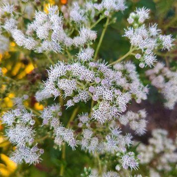 Посконник пронзённолистный семена, Eupatorium perfoliatum seeds