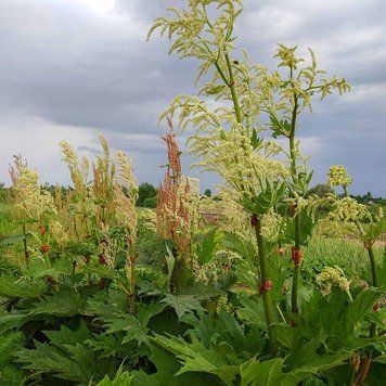 Ревінь лікарський насіння, Rheum officinale seeds